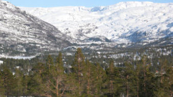fra feltet